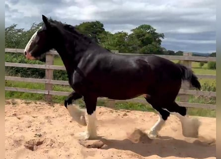 Shire Horse, Caballo castrado, 4 años