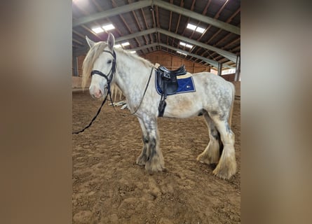 Shire Horse, Caballo castrado, 5 años, 175 cm, Tordo rodado