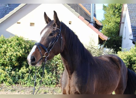 Shire Horse, Caballo castrado, 5 años, 176 cm, Castaño