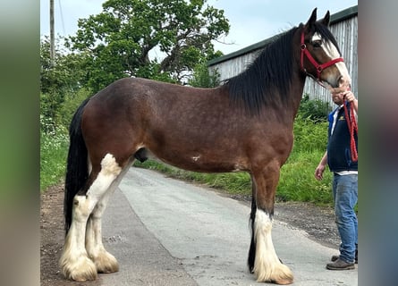 Shire Horse, Caballo castrado, 5 años
