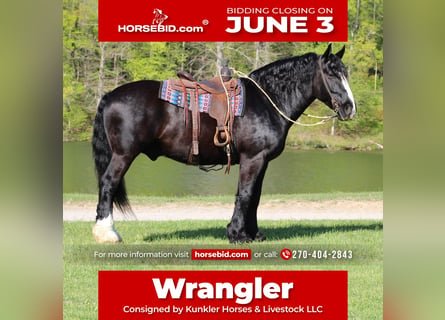 Shire Horse Mestizo, Caballo castrado, 6 años, 168 cm, Negro