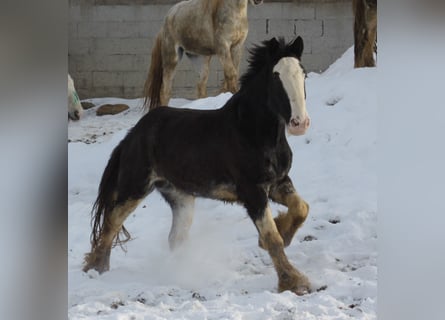 Shire Horse, Caballo castrado, 6 años, 175 cm, Negro