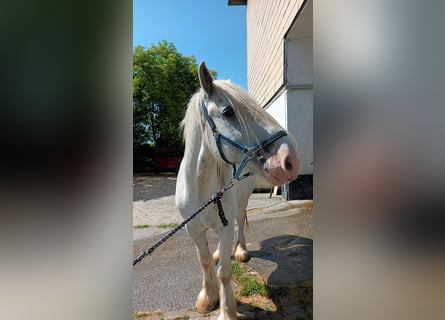 Shire Horse, Caballo castrado, 6 años, 178 cm, Tordo