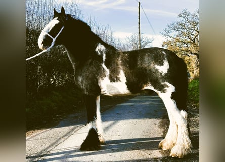 Shire Horse, Caballo castrado, 6 años