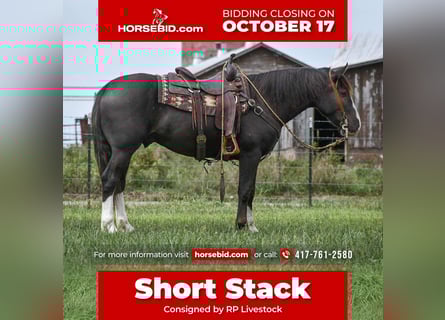 Shire Horse Mestizo, Caballo castrado, 7 años, 152 cm, Negro