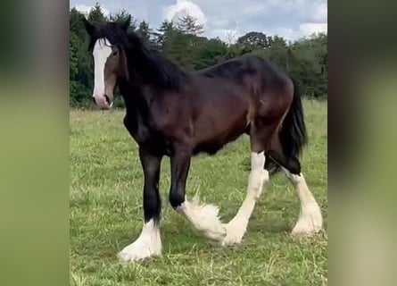 Shire Horse, Étalon, 1 Année