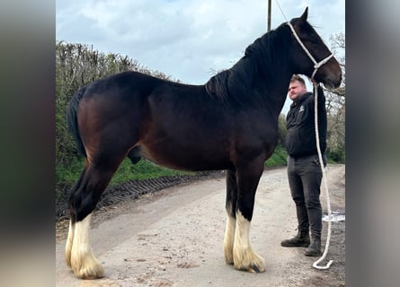 Shire Horse, Étalon, 2 Ans