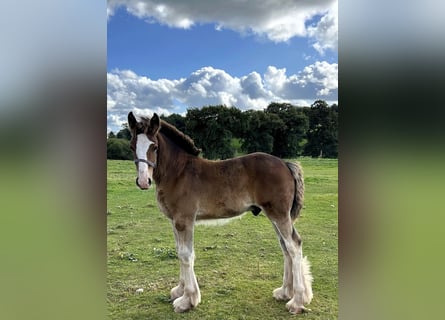 Shire Horse, Étalon, Poulain (01/2024)