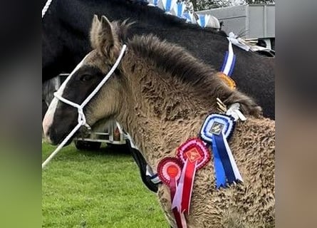 Shire Horse, Étalon, Poulain (05/2024)