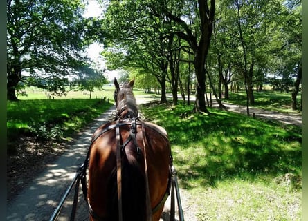 Shire Horse, Gelding, 14 years, 18,2 hh, Bay-Dark