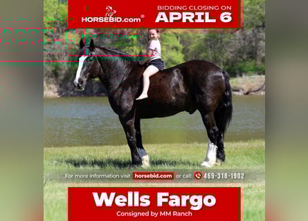 Shire Horse Mix, Gelding, 16 years, 16.2 hh, Black