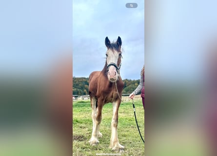 Shire Horse, Wallach, 1 Jahr, Brauner