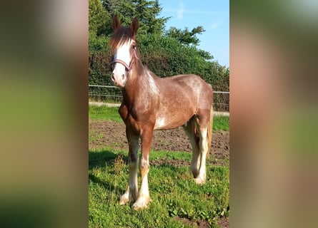 Shire Horse, Gelding, 2 years, 16 hh, Brown-Light