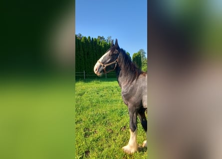 Shire Horse, Gelding, 2 years, 17 hh, Black