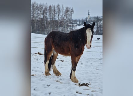 Shire Horse, Gelding, 3 years, 17,3 hh, Brown
