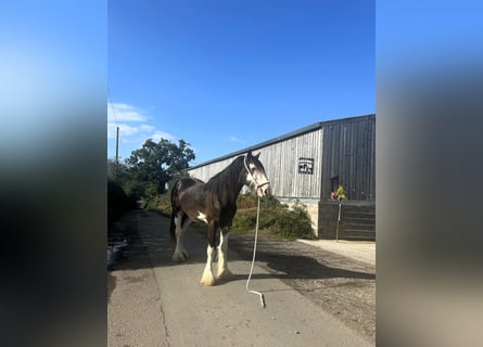 Shire Horse, Gelding, 3 years