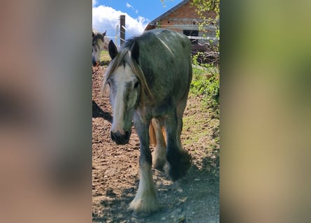 Shire Horse, Gelding, 4 years, 16 hh, Can be white