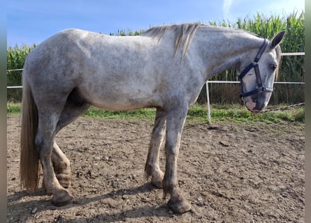 Shire Horse, Gelding, 4 years, 17,2 hh, Grey