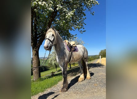 Shire Horse, Gelding, 5 years, 16.3 hh, Can be white