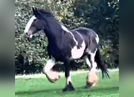 Shire Horse, Gelding, 5 years