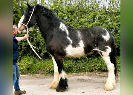 Shire Horse, Gelding, 5 years