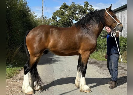 Shire Horse, Gelding, 6 years