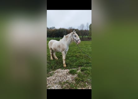 Shire Horse, Gelding, 7 years, 17,1 hh, Gray