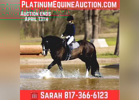 Shire Horse, Gelding, 9 years, 16 hh, Bay