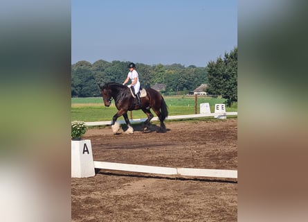 Shire Horse, Gelding, 9 years, 18.1 hh, Smoky-Black