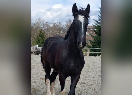 Shire Horse, Hengst, 1 Jahr, 140 cm, Rappe