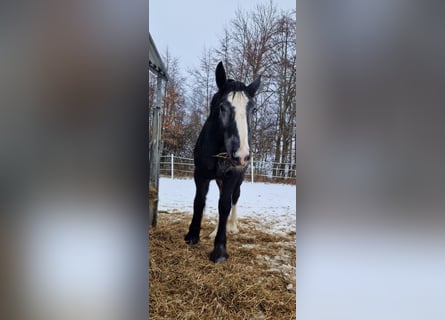 Shire Horse, Hengst, 1 Jahr, 160 cm, Kann Schimmel werden