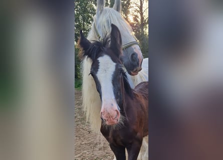 Shire Horse, Hengst, 1 Jahr, 175 cm, Rappe