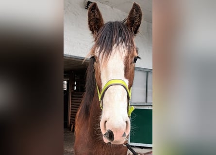 Shire Horse, Hengst, 1 Jahr, 180 cm, Brauner
