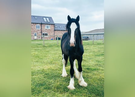 Shire Horse, Hengst, 1 Jahr