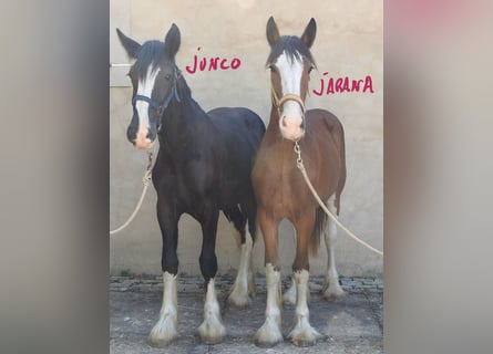 Shire Horse, Hengst, 1 Jahr