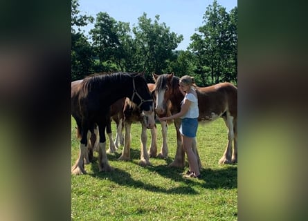 Shire Horse, Hengst, 1 Jahr