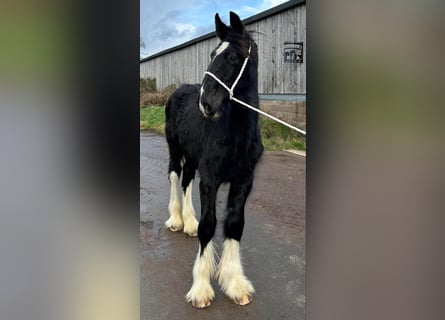 Shire Horse, Hengst, 1 Jahr