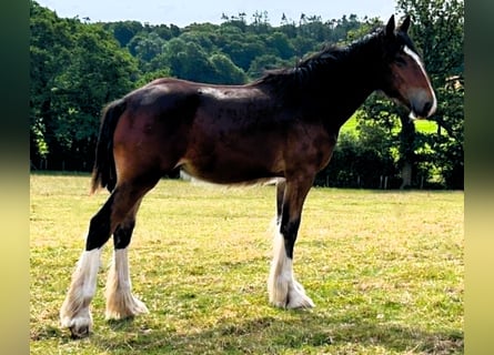 Shire Horse, Hengst, 1 Jahr