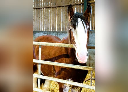 Shire Horse, Hengst, 2 Jahre