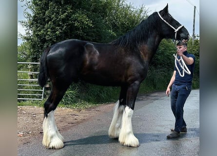 Shire Horse, Hengst, 2 Jahre