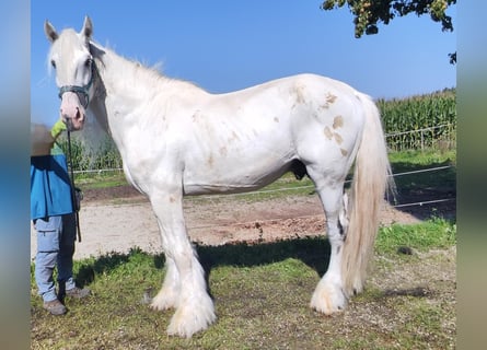 Shire Horse, Hengst, 9 Jahre, 180 cm, Schimmel