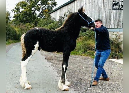 Shire Horse, Hengst, Fohlen (06/2025)