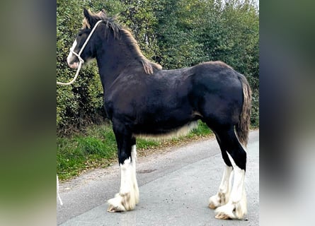 Shire Horse, Hengst, Fohlen (04/2025)