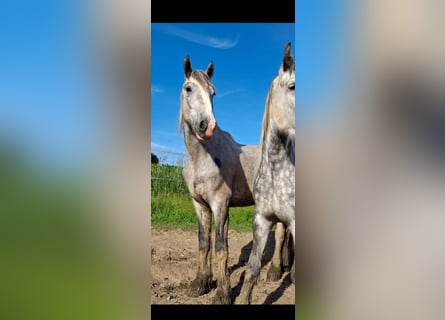 Shire Horse, Hongre, 4 Ans, 145 cm, Gris