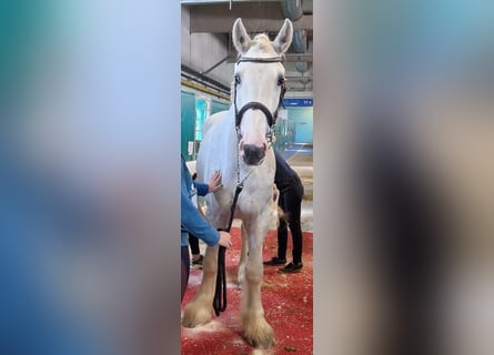 Shire Horse, Hongre, 5 Ans, 175 cm, Gris