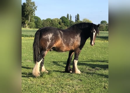 Shire Horse, Hongre, 6 Ans, 174 cm, Bai