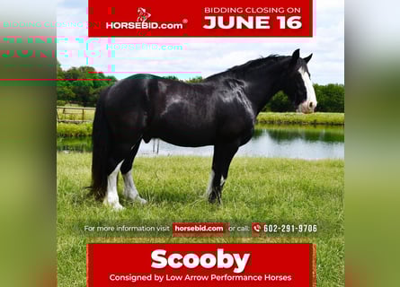 Shire Horse Croisé, Hongre, 8 Ans, 165 cm, Noir