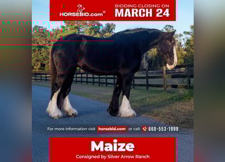 Shire Horse, Jument, 11 Ans, 173 cm, Noir