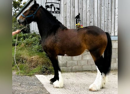 Shire Horse, Jument, 11 Ans