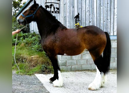 Shire Horse, Jument, 12 Ans